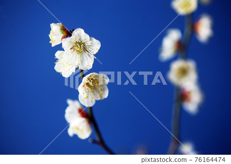 Full bloom, early blooming white plum 76164474