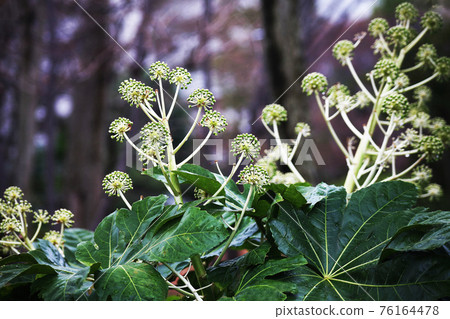 灌木叢中盛開的紙花 76164478