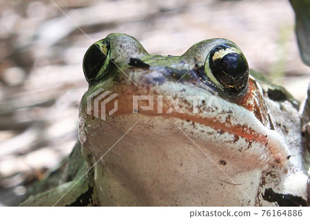 Macro of a woodfrog head and eyes Macro of a woodfrog head and eyes 76164886