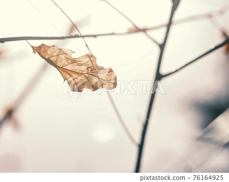Dead leaves Dead leaves 76164925