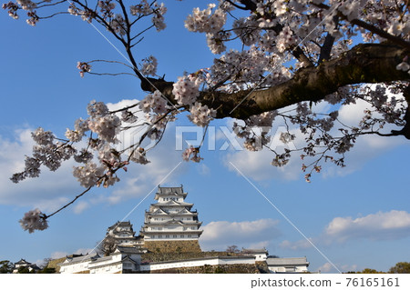 Himeji City, Hyogo Prefecture, Japan Himeji Castle, a World Heritage Site and a national treasure, spring cherry blossoms, blue sky and a magnificent castle tower Himeji City, Hyogo Prefecture, Japan Himeji Castle, a World Heritage Site and a national treasure, spring cherry blossoms, blue sky and a magnificent castle tower 76165161