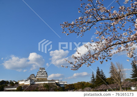 Himeji City, Hyogo Prefecture, Japan Himeji Castle, a World Heritage Site and a national treasure, spring cherry blossoms, blue sky and a magnificent castle tower 76165173