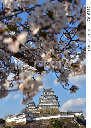 Himeji City, Hyogo Prefecture, Japan Himeji Castle, a World Heritage Site and a national treasure, spring cherry blossoms, blue sky and a magnificent castle tower 76165174