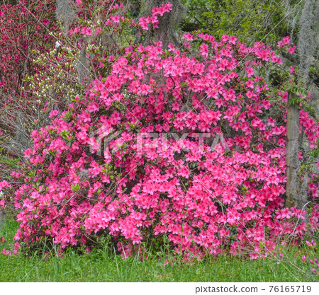 Pink Mollis Hybrid Azaleas, have beautiful blossoms in the spring and fall. These are growing in Mississippi Pink Mollis Hybrid Azaleas, have beautiful blossoms in the spring and fall. These are growing in Mississippi 76165719