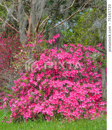 Pink Mollis Hybrid Azaleas, have beautiful blossoms in the spring and fall. These are growing in Mississippi Pink Mollis Hybrid Azaleas, have beautiful blossoms in the spring and fall. These are growing in Mississippi 76165720