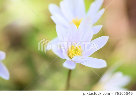 Snow throat flowers Snow throat flowers 76165846