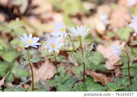 雪嗓子花 76165857