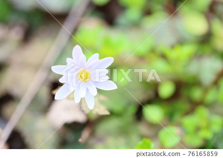 雪嗓子花 雪嗓子花 76165859