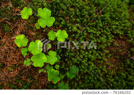 Wood sorrel (Oxalis acetosella) and moss closeup 76166202