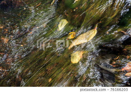 Fallen leaves in streams of water 76166203