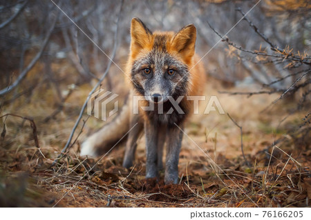 Sivodushka - a cross between red fox and silver fox. Magadan Region, Russia. Sivodushka - a cross between red fox and silver fox. Magadan Region, Russia. 76166205