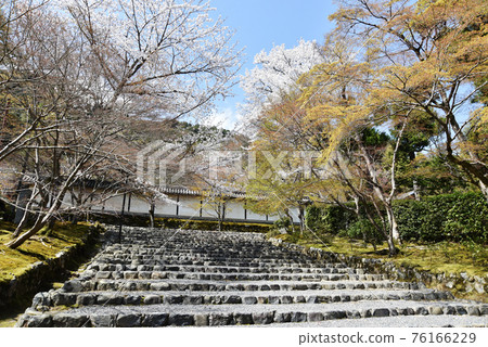 Nison-in Temple, Sakura 前往京都市嵯峨野的道路 Nison-in Temple, Sakura 前往京都市嵯峨野的道路 76166229