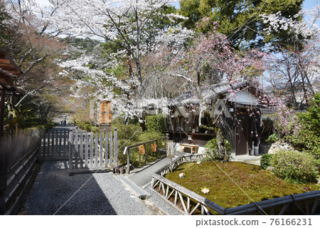 Sakura at the entrance to Nison-in Temple, Sagano, Kyoto City Sakura at the entrance to Nison-in Temple, Sagano, Kyoto City 76166231
