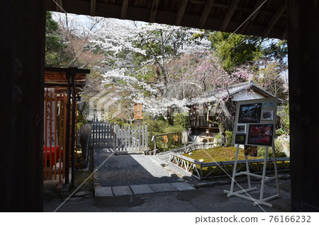 Sakura at the entrance to Nison-in Temple, Sagano, Kyoto City Sakura at the entrance to Nison-in Temple, Sagano, Kyoto City 76166232