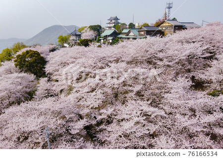 Cherry blossoms at Asahiyama Forest Park in Mitoyo City Cherry blossoms at Asahiyama Forest Park in Mitoyo City 76166534