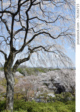 Tenryu-ji Garden Weeping Cherry Blossoms Sagano, Kyoto City Tenryu-ji Garden Weeping Cherry Blossoms Sagano, Kyoto City 76166715