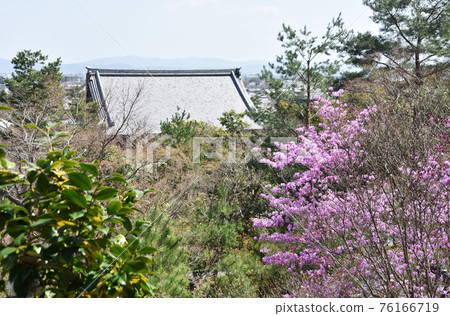 Tenryu-ji Garden Trefoil Azalea and Ogata Jo Sagano, Kyoto City 76166719