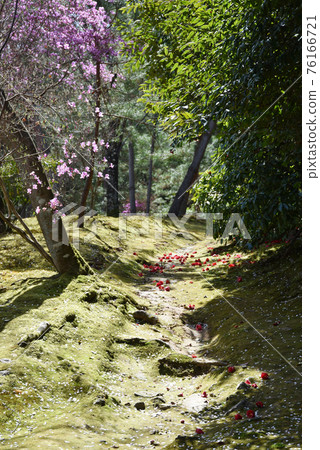 京都市天龍寺花園三豐寺和八浜嵯峨野 京都市天龍寺花園三豐寺和八浜嵯峨野 76166721