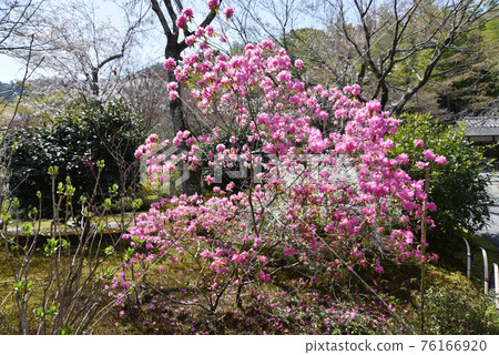 Tenryu-ji Garden Yoshino Azalea, Sagano, Kyoto City 76166920
