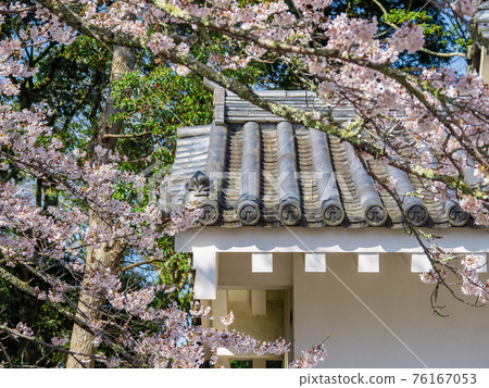 Cherry blossoms and roof tiles of Otaki Castle Cherry blossoms and roof tiles of Otaki Castle 76167053