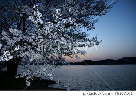 Tottori four seasons walk spring Qingdao dawn 76167101