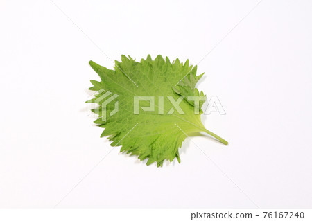 Fresh leaves Fresh leaves 76167240