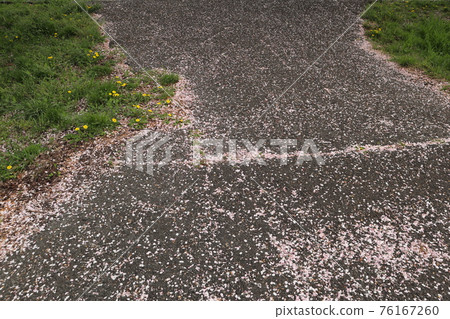 Cherry Blossom Road Cherry Blossom Road 76167260