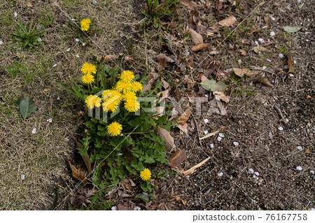 Dandelion on the roadside 76167758