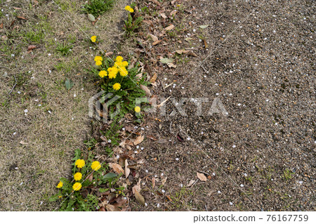 Dandelion on the roadside Dandelion on the roadside 76167759