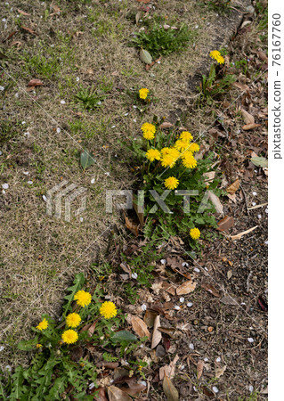 Dandelion on the roadside 76167760