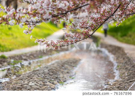 Egawa Seseragi Green Road,小溪上的櫻花樹和綠色道路 Egawa Seseragi Green Road,小溪上的櫻花樹和綠色道路 76167896