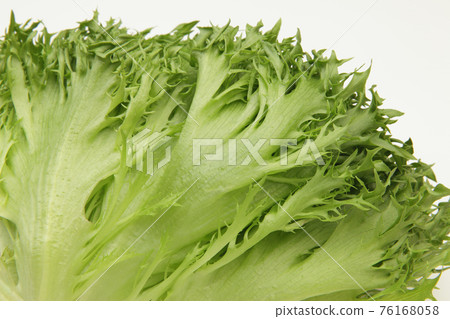 褶邊生菜 76168058