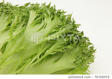 Frill lettuce 76168059