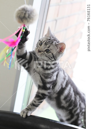 玩美國短毛貓 76168131