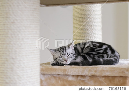 美國短毛貓正在打盹 76168156