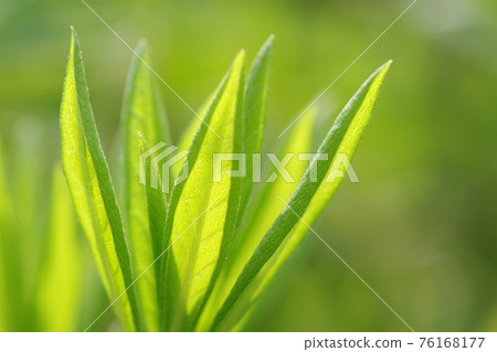 Innocent young leaves of azalea 76168177