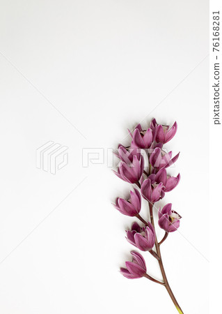 Cymbidium flower on white background. top view, copy space 76168281