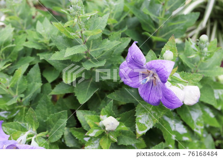 Early summer garden Kikyo flowers after the rain Early summer garden Kikyo flowers after the rain 76168484