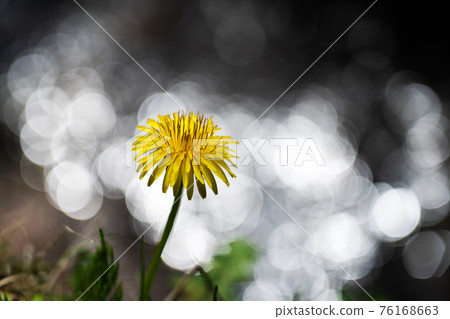 Close-up of dandelions on the water's edge and bokeh of reflection on the water surface 76168663
