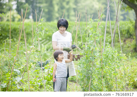 Children helping to harvest in the summer fields Children helping to harvest in the summer fields 76168917
