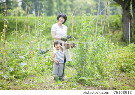 Children helping to harvest in the summer fields 76168918