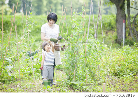 Children helping to harvest in the summer fields 76168919
