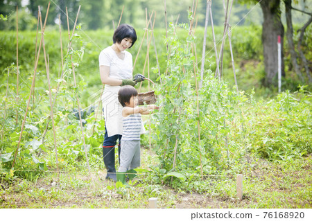 Children helping to harvest in the summer fields 76168920