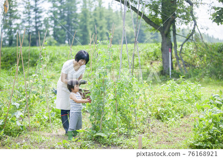 Children helping to harvest in the summer fields Children helping to harvest in the summer fields 76168921
