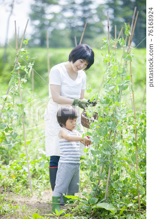 Children helping to harvest in the summer fields 76168924