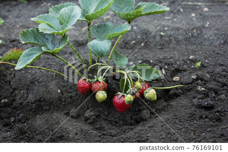 Strawberry is ripening on the young bush. Red ripe berries in the green leaves and soil background Strawberry is ripening on the young bush. Red ripe berries in the green leaves and soil background 76169101