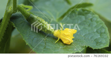 Cucumber flower and ovary on the green leaf. Yellow blossom and young fruit close-up Cucumber flower and ovary on the green leaf. Yellow blossom and young fruit close-up 76169102