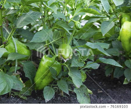 Pepper diseases. Rotten green bell pepper damaged of the fungus on the bush. Botrytis blight Pepper diseases. Rotten green bell pepper damaged of the fungus on the bush. Botrytis blight 76169103