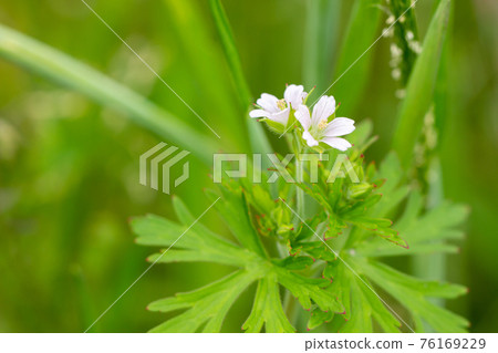 Carolina geranium that blooms quietly on the roadside Wild grass with red leaves Carolina geranium that blooms quietly on the roadside Wild grass with red leaves 76169229