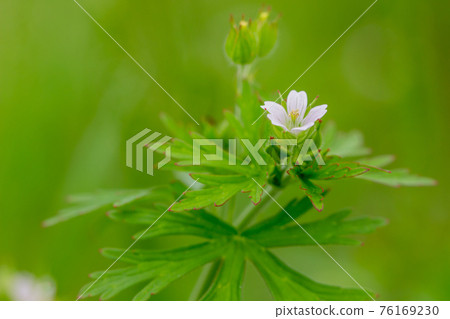 在路邊靜靜綻放的卡羅萊納天竺葵紅葉野草 76169230